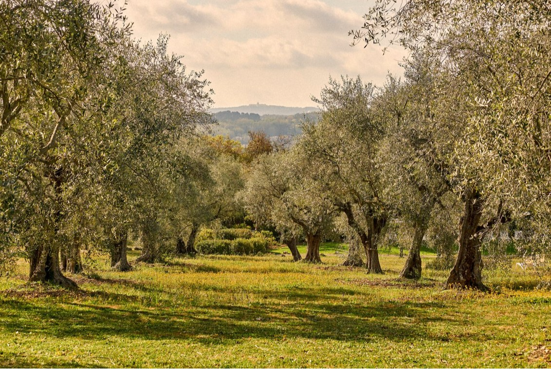 Allée bordée d’arbres avec vue panoramique sur les montagnes verdoyantes au Club Med Opio en Provence, idéale pour se promener. Allée bordée d’arbres avec vue panoramique sur les montagnes verdoyantes au Club Med Opio en Provence, idéale pour se promener.