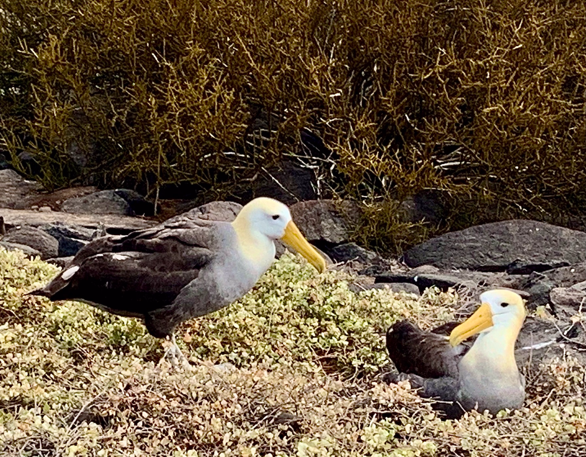 Oiseaux Oiseaux