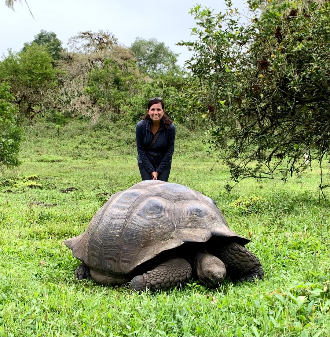Tortue Tortue