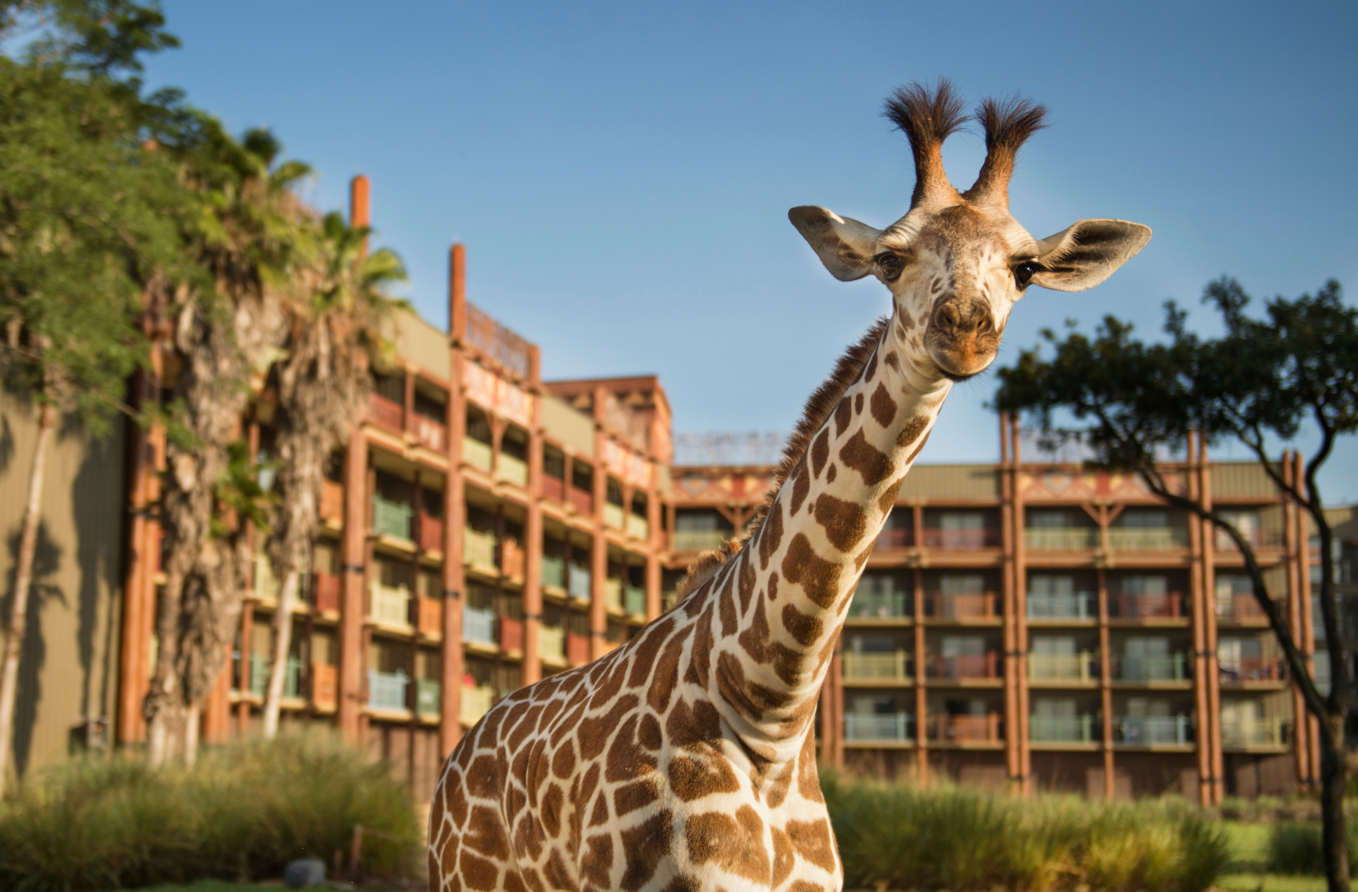 Site au Disney’s Animal Kingdom Villas - Jambo House à Walt Disney World en Floride Site au Disney’s Animal Kingdom Villas - Jambo House à Walt Disney World en Floride