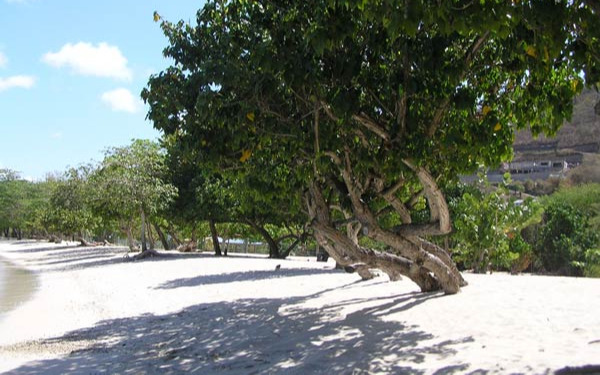 Beach Beach