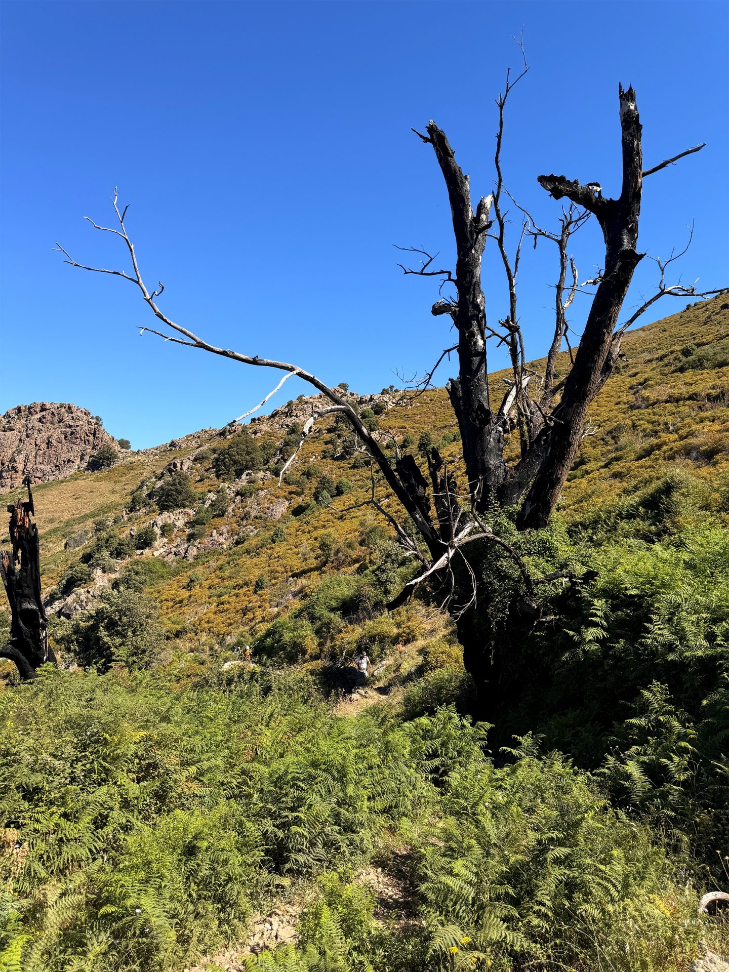 Végétation sur la montée de Calenzana Végétation sur la montée de Calenzana