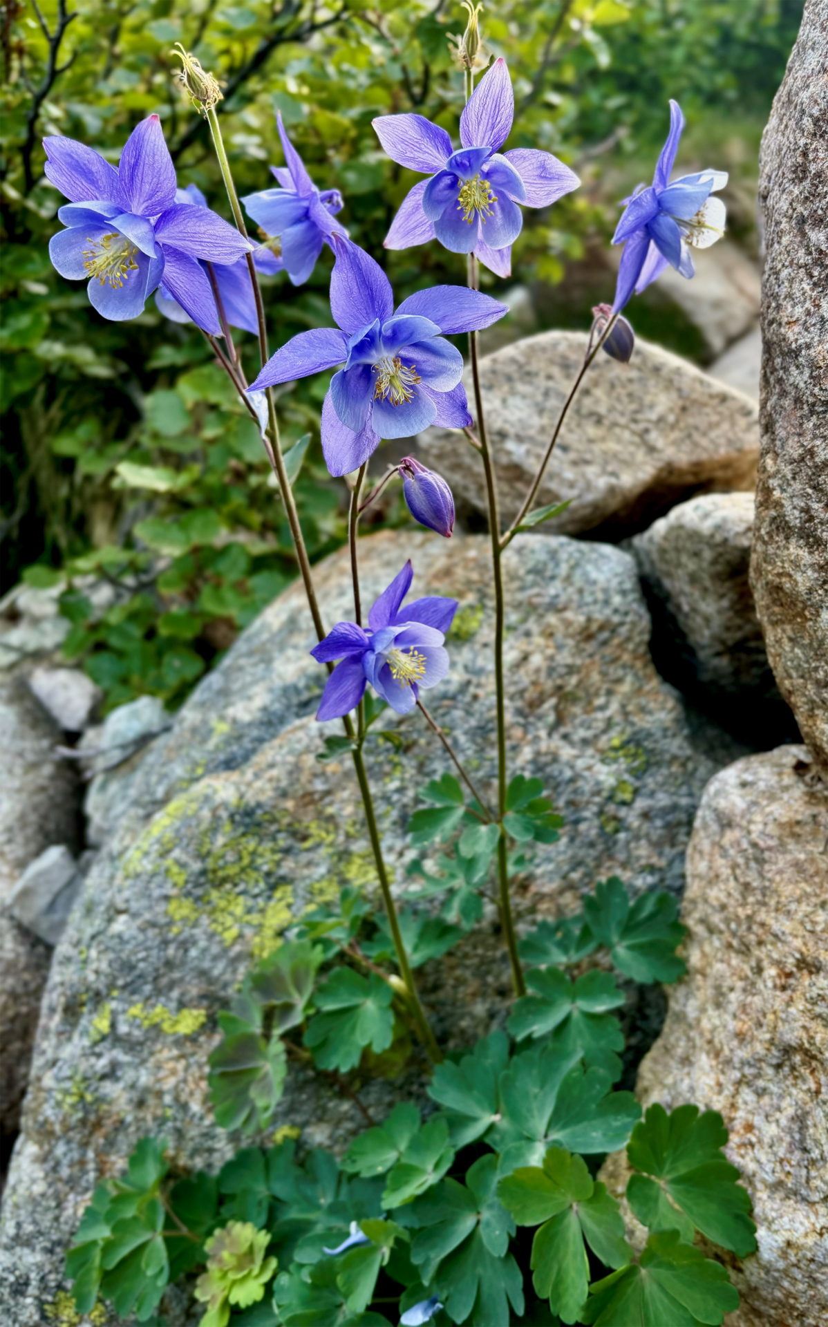 Superbe plante endémique du GR20 Superbe plante endémique du GR20
