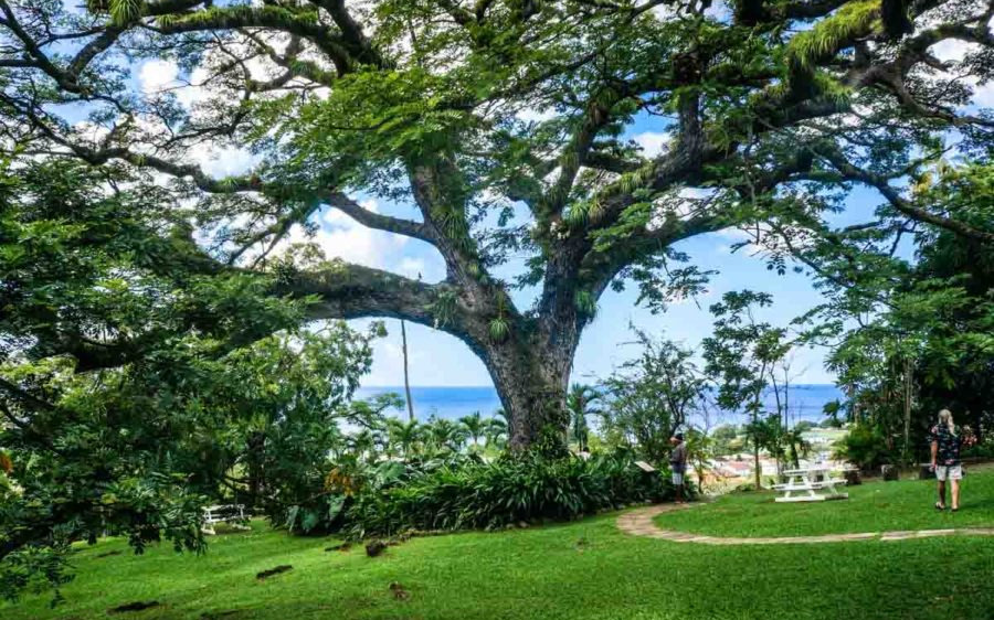 Jardin Jardin